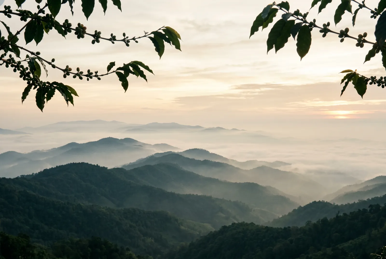 Mist settling over the forested coffee mountains of Northern Thailand at dawn